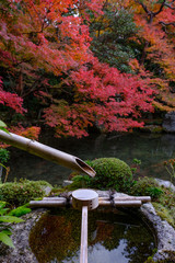 Autumn Leaves in Rengeji Temple in Kyoto, Japan