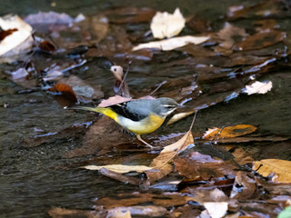 gray wagtail wading in a shallow stream 5