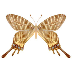 Hand drawn watercolor of realistic butterfly Brutanitis. Stock illustration isolated on white background.