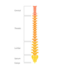 Human spine structure anatomy