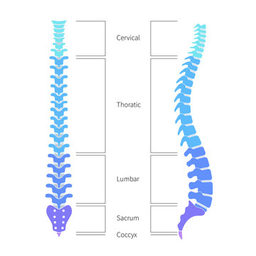 Human spine structure anatomy