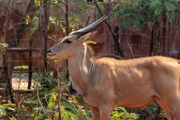 Kudu young ( Tragelaphus strepsiceros) in zoo nakhonratchasima, thailand.