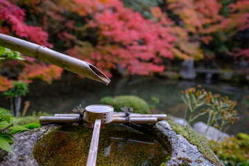 Autumn Leaves in Rengeji Temple in Kyoto, Japan