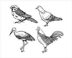 Simple set of birds and chickens hand drawn vector. Hand drawn line art cartoon illustration. Isolated on white background