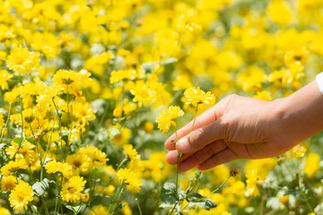 The woman's hand is touching a beautiful yellow flower blooming in a flower field in the midst of...