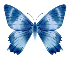 Hand drawn watercolor of realistic butterfly. Stock illustration isolated on white background.