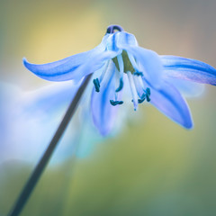 Blausternchen (Scilla), quadratisches Format