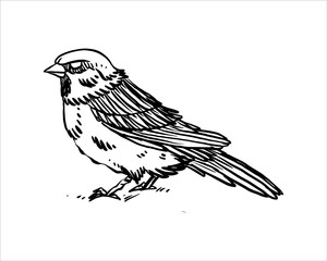 Simple sparrow hand drawn vector. Hand drawn line art cartoon illustration. Isolated on white background