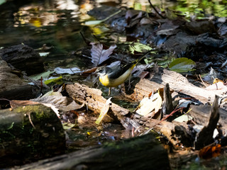 gray wagtail wading in a shallow stream 17