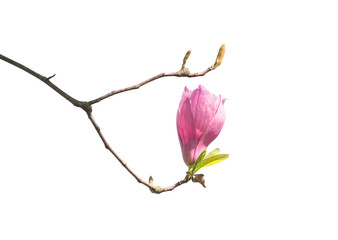 magnolia flower spring branch isolated on white background