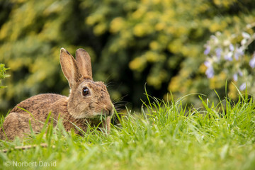 rabbit in the grass