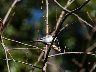 Japanese tit in a bare winter tree 6