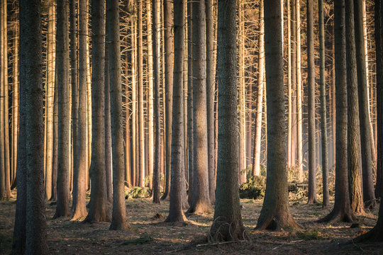 Calming dark forest scene with dark and creepy looking trees, sun glowing from side.