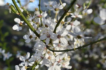 blossoming cherry tree