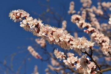 cherry blossom in spring