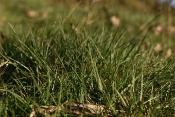 green grass background