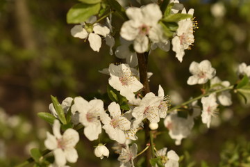 apple tree blossom