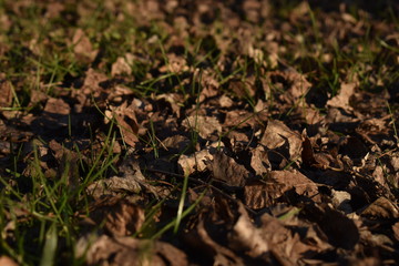 fallen autumn leaves