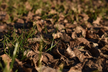 close up of green grass