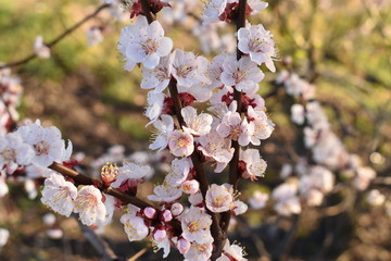 cherry blossom in spring