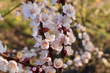 pink cherry blossom