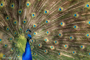 Fototapeta premium peacock with feathers
