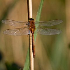 a dragonfly called heather dragonfly with the eyes in focus on a dry reed leaf
