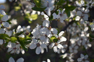 blossoming apple tree