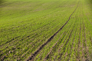 Sprouts of winter wheat sprouted in an endless field