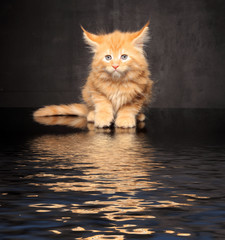 Photo Maine Coon kitten © zhagunov_a