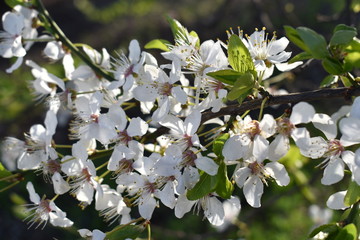 white flowers in the garden