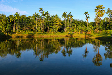 Fototapeta na wymiar Landscape view of a tropical garden mixed with several trees. Areca nuts in garden next to a pond. Reflection of tropical garden and several layers of plants over water and under blue sky.