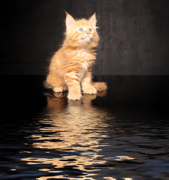 Photo Maine Coon kitten