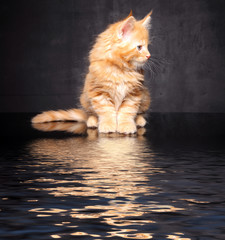 Photo Maine Coon kitten © zhagunov_a