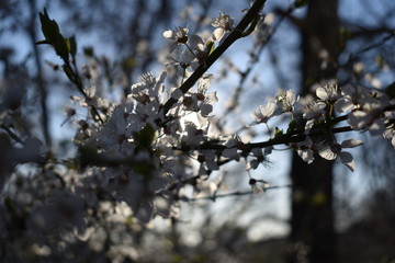 spring tree branches