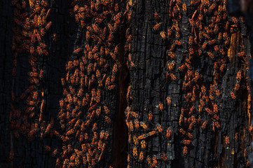 A lot of red beetles on the bark tree in spring macro photo