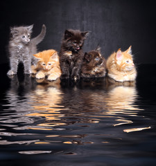 Photo Maine Coon kittens © zhagunov_a