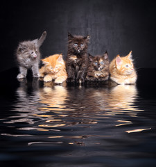 Photo Maine Coon kittens © zhagunov_a