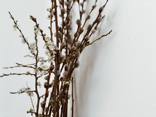 Spring buds and pussy willow buds on white background
