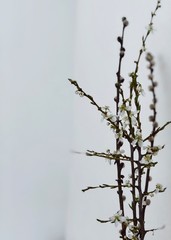 Spring buds and pussy willow buds on white background