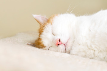 Fototapeta na wymiar Close-up cute cat sleeping at knitted plaid.
