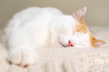 Close-up cute cat sleeping at knitted plaid.