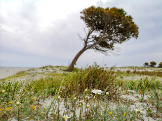 Fototapeta na wymiar Spring at the sea in Granirò Beach, Siniscola, Sardinia