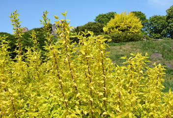 A close-up on a shrub of forsythia with yellow flowers and large yellow forsythia shrub in the...