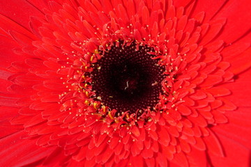 Red gerberas, flowers close up, czerwony gerber