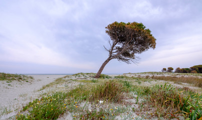 Fototapeta na wymiar Pine tree by the sea in Granirò Beach, Siniscola, Sardinia