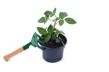 garden tools for growing indoor plants isolated on white background