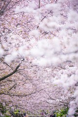 春と桜とチューリップ