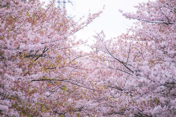 春と桜とチューリップ