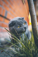Scottish Fold Katze frisst Gras im Garten
